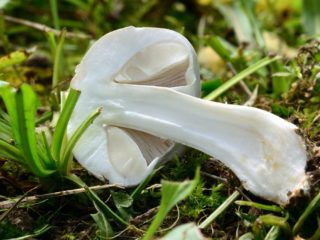 Lietussargu ruddy (Belochampignon red-lamellar): apraksts un foto