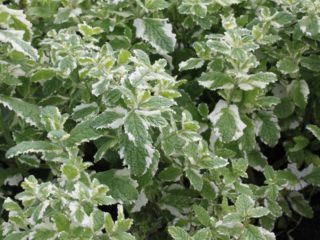 Kvepianti mėtų variegata (variegatta): aprašymas, apžvalgos, nuotraukos