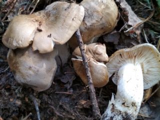 Lyophillum shimeji: apraksts un foto