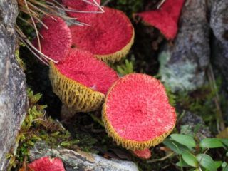 Purva boletīns (Boletinus paluster): kā tas izskatās un kur aug