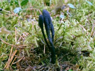 Cordyceps ophioglossoid: aprašymas ir nuotrauka