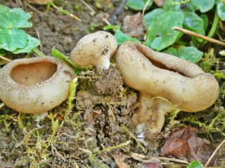 Vēnu vēzīte: kā tas izskatās un kur aug