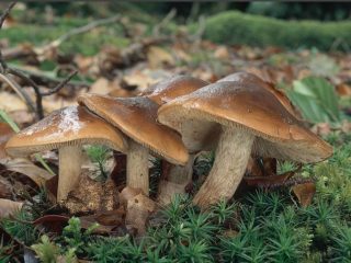 Uždegta eilutė: aprašymas ir nuotrauka