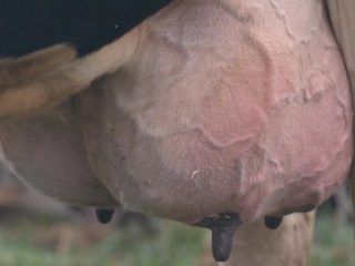 Rawatan mastitis subklinikal (laten) pada lembu