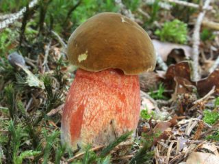 Raibs ozols: foto un apraksts