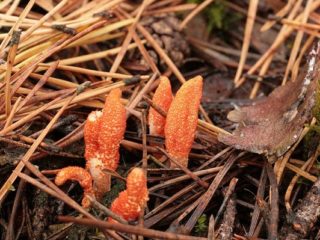 Militārais kordiceps: apraksts, ārstnieciskās īpašības, foto