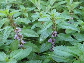 Piparmētru Kuban 6: apraksts, atsauksmes, fotogrāfijas