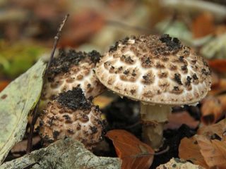 Lepiota aštrus mastelis: aprašymas ir nuotrauka