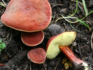 Grybų raudonas smagratis: nuotrauka ir aprašymas