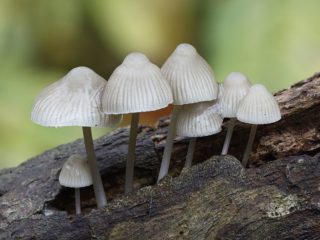 Mycena mėlynakojis: aprašymas ir nuotrauka