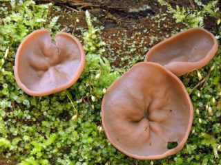 Dyscina da tireóide (pires rosa-vermelho): foto e descrição, benefícios e contra-indicações, receitas