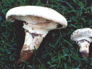 Sakhalin champignon (hovent katatelasma): beskrivelse og bilde