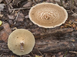 Polyporus duobė (Polyporus duobė): nuotrauka ir aprašymas, taikymas