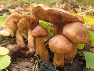 Dzeltenbrūna rinda: foto un gatavošanas apraksts