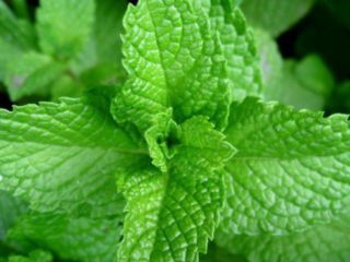 Mint Chill: foto, keterangan, ulasan