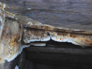 Mushroom House (White Mushroom House, Weeping Serpula): foto e descrição de como se livrar de