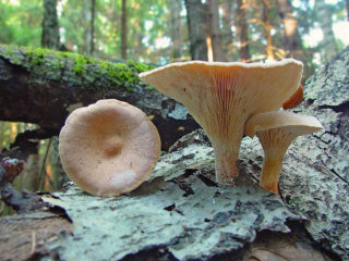 Taurės pjūklo lapas (Lentinus taurė): nuotrauka ir aprašymas
