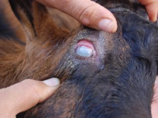 Chlamydia ในวัว: สัญญาณการรักษาและการป้องกัน