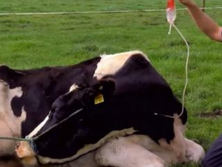 Asiņaina caureja teļam: cēloņi un ārstēšana