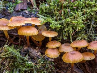Xeromphaline stiebo formos: aprašymas ir nuotrauka