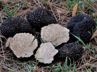 Truffle winter black: spiselighet, beskrivelse og bilde