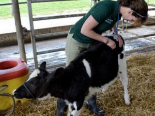 Karjan kolibasilloosi (escherichiosis): hoito ja ehkäisy