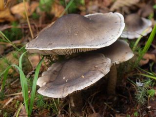 Eilių milžinas: nuotrauka ir aprašymas, naudojimas