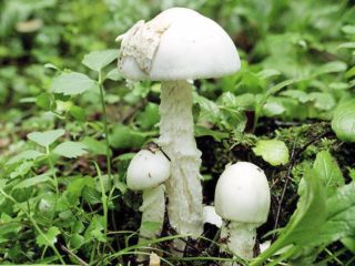 Belochampignon punainen-lamellaarinen: missä se kasvaa ja miltä se näyttää