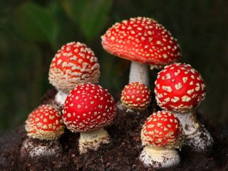 Amanita muscaria: kuva ja kuvaus
