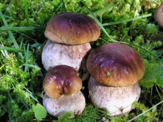 Porcini-sienet Leningradin alueella: parhaat paikat, sadonkorjuukausi