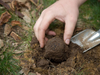 Truffle: hvordan vokse hjemme i Russland, foto og video