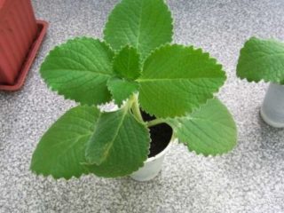 Plectrantus (มิ้นต์ในร่ม, โฮมเมด): ประเภทและพันธุ์พร้อมรูปถ่ายและคำอธิบายคุณสมบัติที่เป็นประโยชน์การใช้งาน