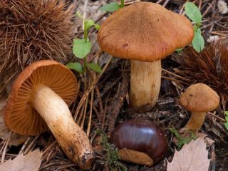 Pehmo verkkokorkki (vuori, oranssi-punainen): kuva ja kuvaus