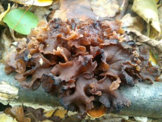 Lapu koks: foto un apraksts