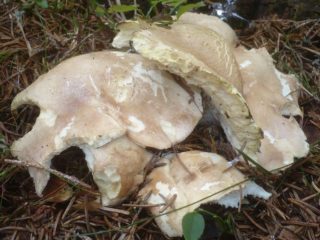 Albatrellus punastuu: kuva ja kuvaus sienestä