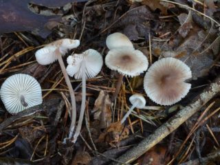 Mycena zefyras: aprašymas ir nuotrauka