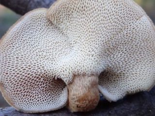 Winter Polyporus (Winter Polyporus): gambar dan keterangan