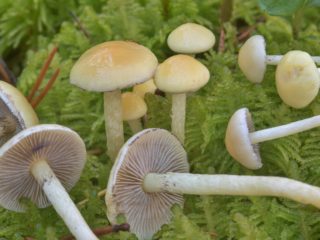 Gifolomos samanos (samaninės samanos): nuotrauka ir aprašymas