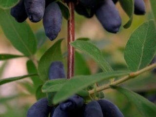 Honeysuckle: sifat berguna dan kontraindikasi untuk tekanan