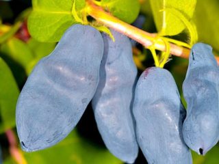 Garšaugu sausserdis: šķirnes apraksts, atsauksmes, apputeksnētāji