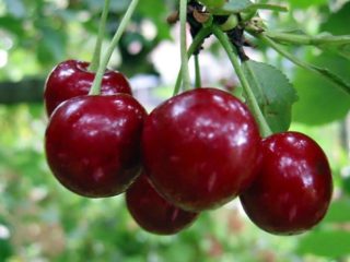 Cherry Bogatyrka: sortbeskrivning, foton, recensioner, pollinerare