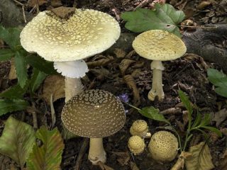Amanita muscaria: ภาพและคำอธิบาย