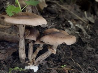 Agrocybe erebia: foto dan keterangan cendawan