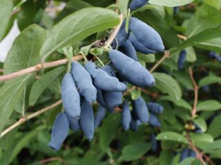 Kamchatka honeysuckle: penerangan, jenis, penanaman dan penjagaan