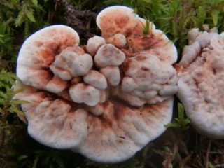 Gidnellum oranssi: kuvaus ja kuva, onko mahdollista syödä