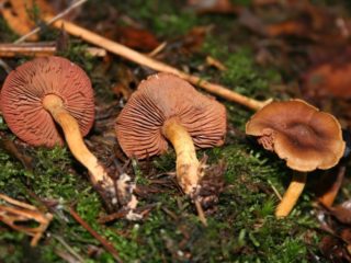 Veripunertava verkkokorkki (punainen kilpi): kuva ja kuvaus