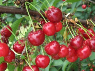 Cherry Vianok: sortbeskrivning, foton, recensioner, pollinatorer
