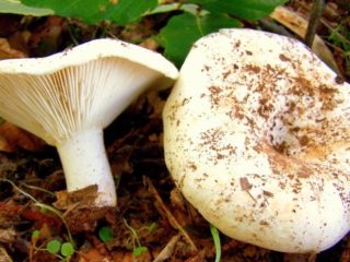 เห็ดนมแห้ง (Podgruzdok white): รูปถ่ายและคำอธิบายประโยชน์และอันตรายความแตกต่างจากเห็ดนมดิบ