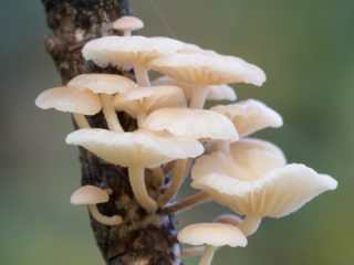 Haaraton nebnichnik (haara marasmiellus): kuva ja kuvaus