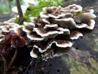 Apdedzināta Bjorkandera: foto un apraksts